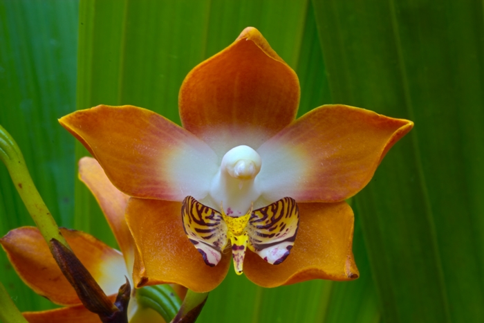 Name:  Orchids 50-52.jpg
Views: 2950
Size:  182.5 KB