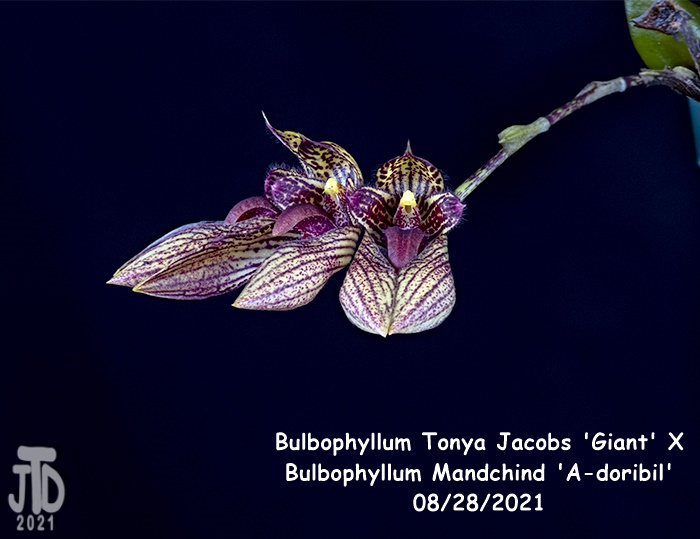 Name:  Bulbophyllum Tonya Jacobs 'Giant' X Mandchind 'A-doribil'2 08282021.jpg
Views: 85
Size:  111.1 KB