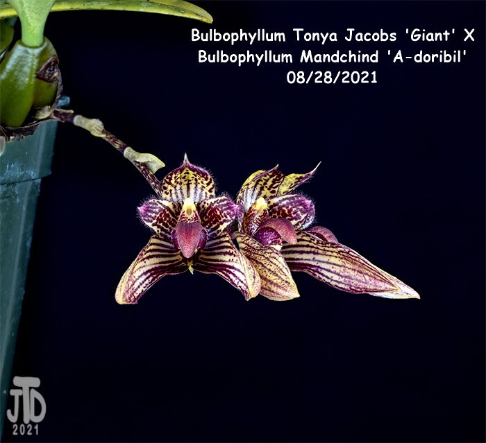 Name:  Bulbophyllum Tonya Jacobs 'Giant' X Mandchind 'A-doribil'4 08282021.jpg
Views: 89
Size:  137.5 KB