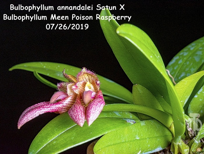Name:  Bulbophyllum annandalei Satun X Bulbo. Meen Poison Raspberry5 07262019.jpg
Views: 1063
Size:  191.7 KB
