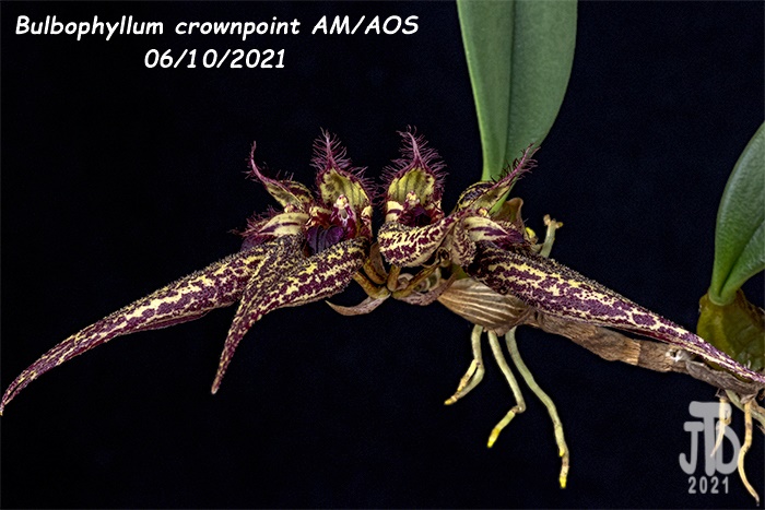 Name:  Bulbophyllum crownpoint AMAOS1 06102021.jpg
Views: 1353
Size:  127.8 KB