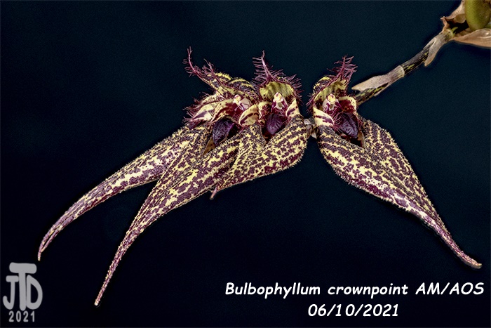 Name:  Bulbophyllum crownpoint AMAOS4 06102021.jpg
Views: 2739
Size:  136.1 KB