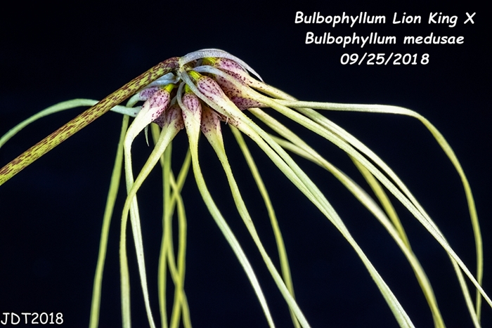 Name:  Bulbophyllum Lion King X Bulbo. medusae2 09-23-2018.jpg
Views: 636
Size:  241.4 KB