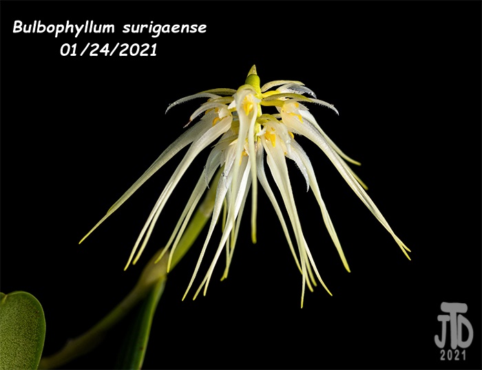Name:  Bulbophyllum surigaense3 01242021.jpg
Views: 490
Size:  86.0 KB