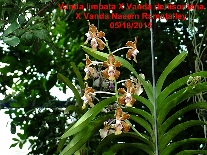 Name:  Vanda limbata X Vanda denisoniana X Vanda Naeem Ramatalley.jpg
Views: 1138
Size:  372.9 KB