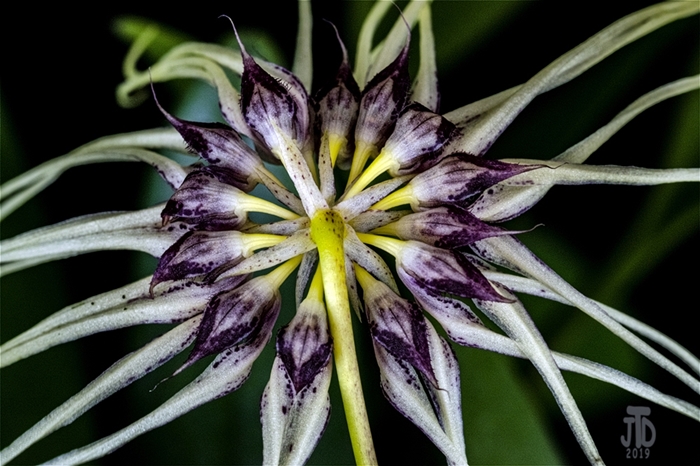 Name:  Bulbophyllum Worayutrh White Fang3 01022019.jpg
Views: 239
Size:  264.7 KB