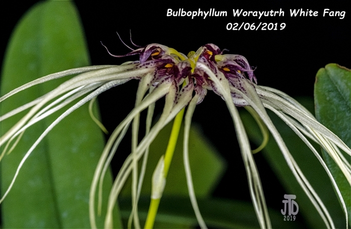 Name:  Bulbophyllum Worayutrh White Fang2 01022019.jpg
Views: 174
Size:  234.7 KB