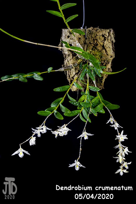 Name:  Dendrobium crumenatum1 05042020.jpg
Views: 160
Size:  95.4 KB