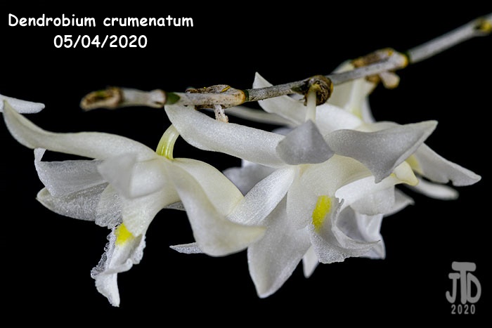 Name:  Dendrobium crumenatum5 05042020.jpg
Views: 155
Size:  76.8 KB