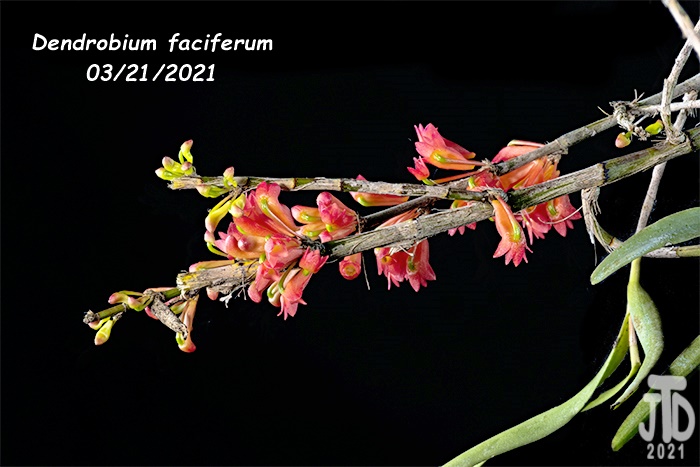 Name:  Dendrobium faciferum3 03212021.jpg
Views: 231
Size:  107.8 KB