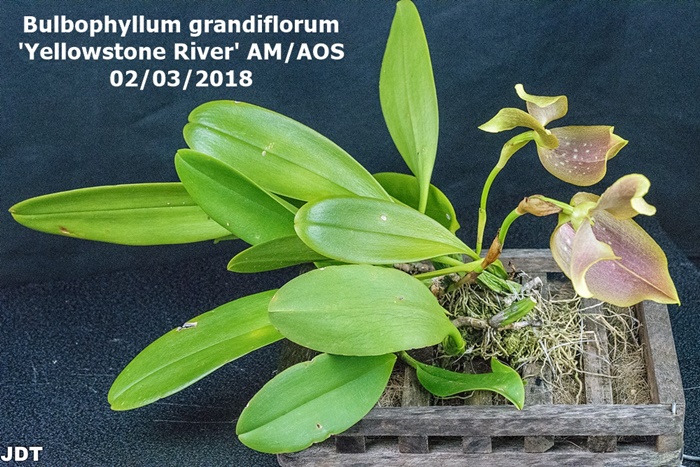 Name:  Bulbophyllum grandiflorum 'Yellowstone River' AM-AOS 60mm 020217.jpg
Views: 182
Size:  194.1 KB