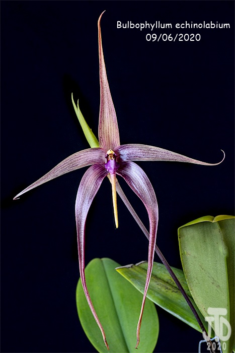 Name:  Bulbophyllum echinolabium3 09062020.jpg
Views: 1542
Size:  90.6 KB