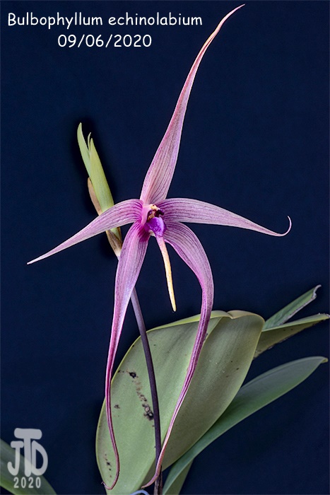 Name:  Bulbophyllum echinolabium4 09062020.jpg
Views: 768
Size:  109.3 KB