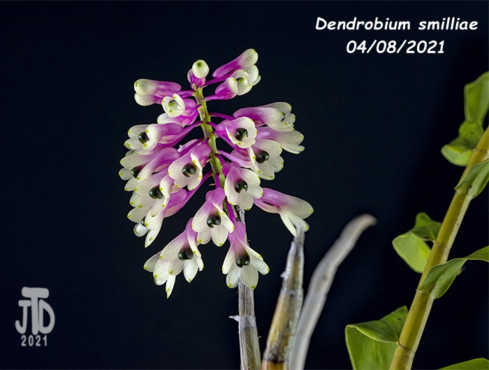 Name:  Dendrobium smilliae2 04082021.jpg
Views: 1522
Size:  165.3 KB