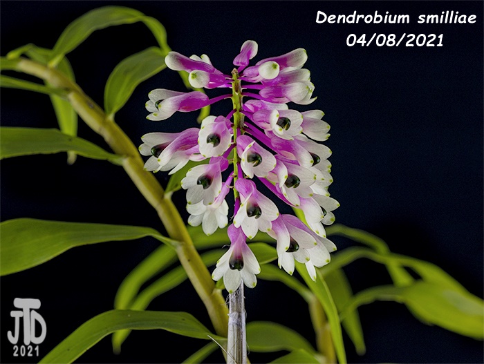 Name:  Dendrobium smilliae4 04082021.jpg
Views: 3128
Size:  137.6 KB