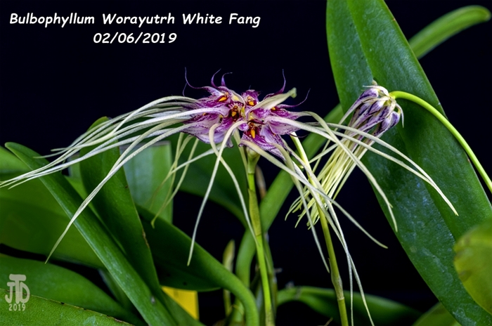 Name:  Bulbophyllum Worayutrh White Fang5 02052019.jpg
Views: 157
Size:  235.9 KB