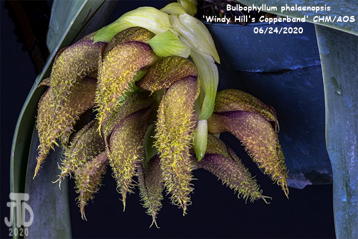 Name:  Bulbophyllum phalaenopsis 'Windy Hill's Copperband'3 CHM-AOS1 06222020.jpg
Views: 390
Size:  170.0 KB