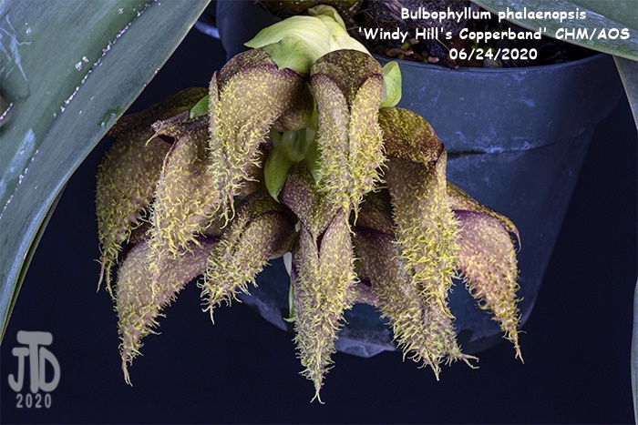 Name:  Bulbophyllum phalaenopsis 'Windy Hill's Copperband'4 CHM-AOS1 06222020.jpg
Views: 486
Size:  170.8 KB