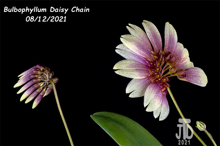 Name:  Bulbophyllum Daisy Chain1 08122021.jpg
Views: 2704
Size:  95.1 KB