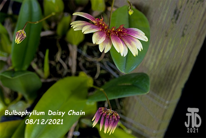 Name:  Bulbophyllum Daisy Chain3 08122021.jpg
Views: 3137
Size:  109.9 KB