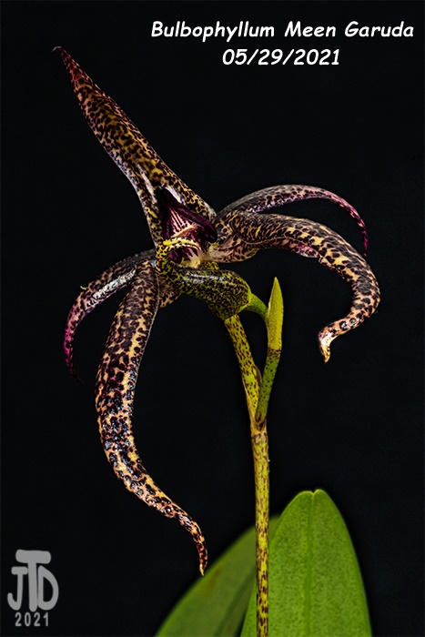 Name:  Bulbophyllum Meen Garuda1 05292021.jpg
Views: 1953
Size:  132.4 KB