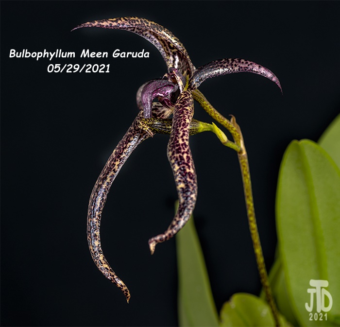 Name:  Bulbophyllum Meen Garuda2 05292021.jpg
Views: 373
Size:  154.2 KB