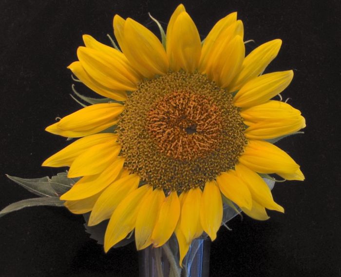 Name:  sunflower 2.jpg
Views: 445
Size:  61.0 KB