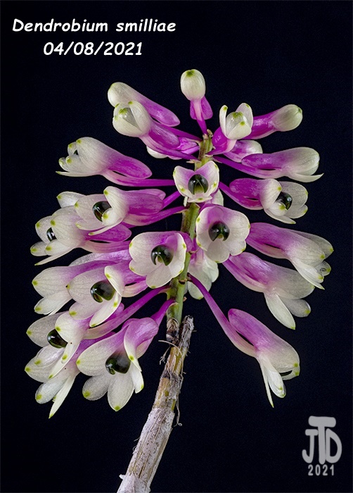 Name:  Dendrobium smilliae1 04082021.jpg
Views: 4518
Size:  154.9 KB