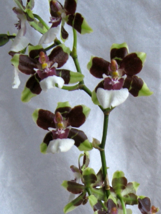 Name:  trimmed orchid_1.jpg
Views: 358
Size:  305.4 KB