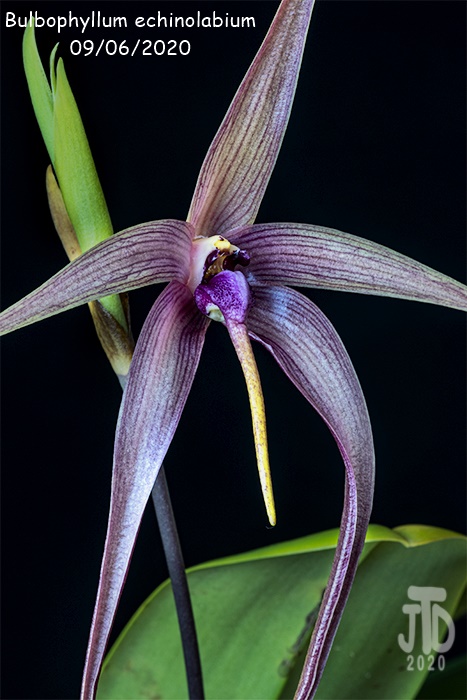 Name:  Bulbophyllum echinolabium1 09062020.jpg
Views: 594
Size:  134.0 KB