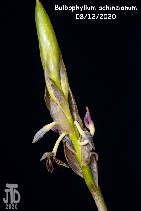 Name:  Bulbophyllum schinzianum2 08122020.jpg
Views: 621
Size:  87.7 KB