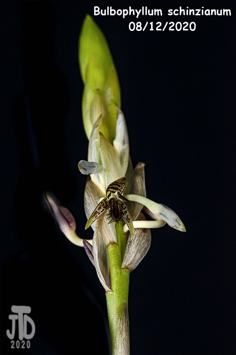 Name:  Bulbophyllum schinzianum3 08122020.jpg
Views: 232
Size:  112.0 KB
