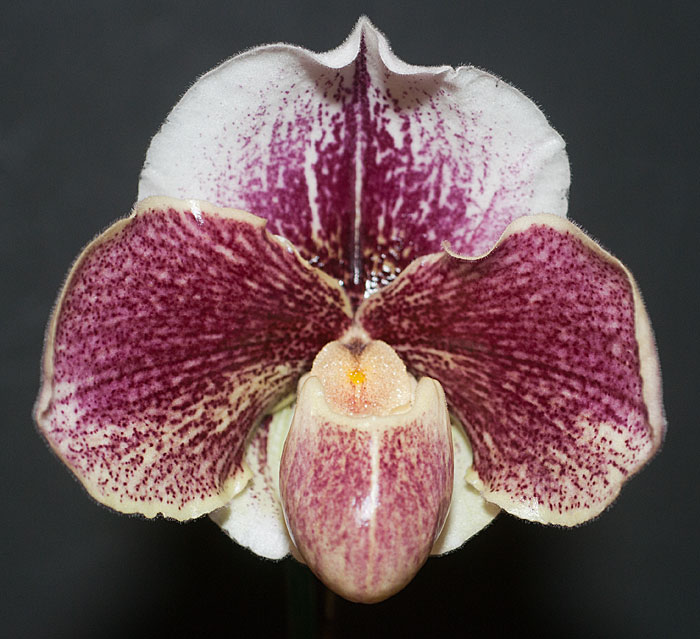 Name:  Paph-Valwin-x-In-Charm-Whit.jpg
Views: 1528
Size:  101.3 KB