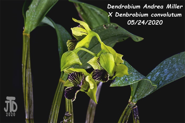 Name:  Dendrobium Andrea Miller X Dendrobium convolutum3 05242020.jpg
Views: 1036
Size:  147.4 KB
