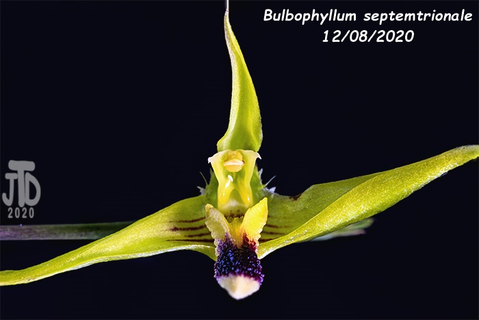 Name:  Bulbophyllum septemtrionale5 12082020.jpg
Views: 281
Size:  71.9 KB
