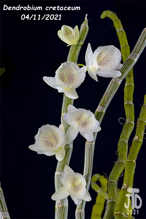 Name:  Dendrobium cretaceum1 04112021.jpg
Views: 686
Size:  126.2 KB