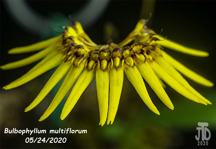 Name:  Bulbophyllum multiflorum2 05242020.jpg
Views: 968
Size:  125.5 KB