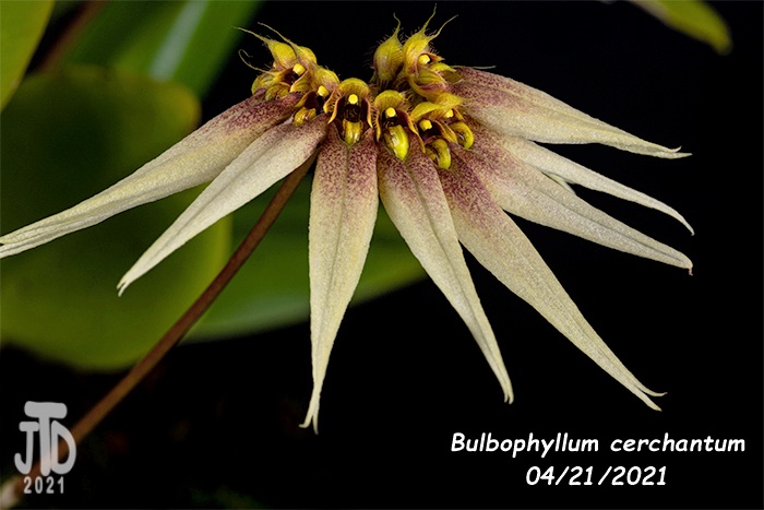 Name:  Bulbophyllum cerchantum1 04212021jpg.jpg
Views: 403
Size:  140.8 KB