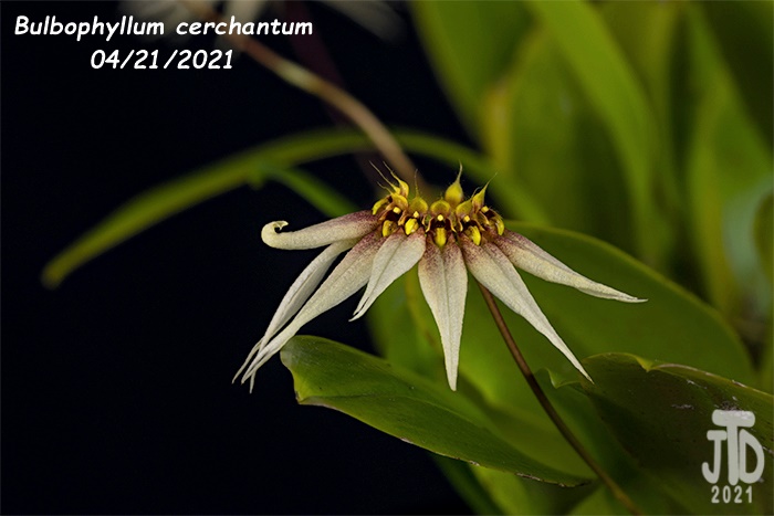 Name:  Bulbophyllum cerchantum4 04212021jpg.jpg
Views: 365
Size:  98.1 KB