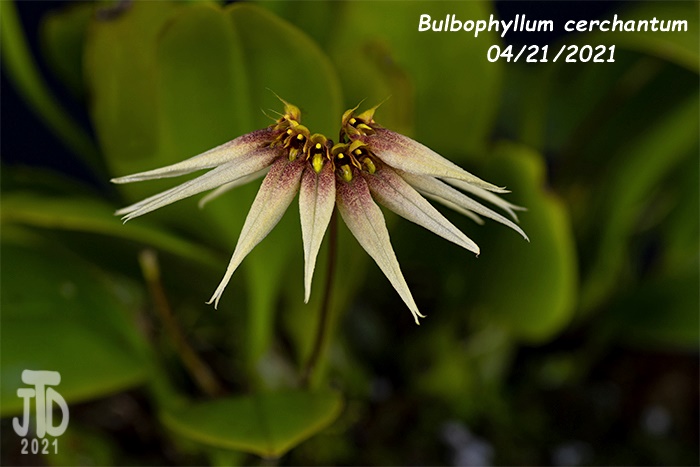 Name:  Bulbophyllum cerchantum3 04212021jpg.jpg
Views: 471
Size:  111.0 KB