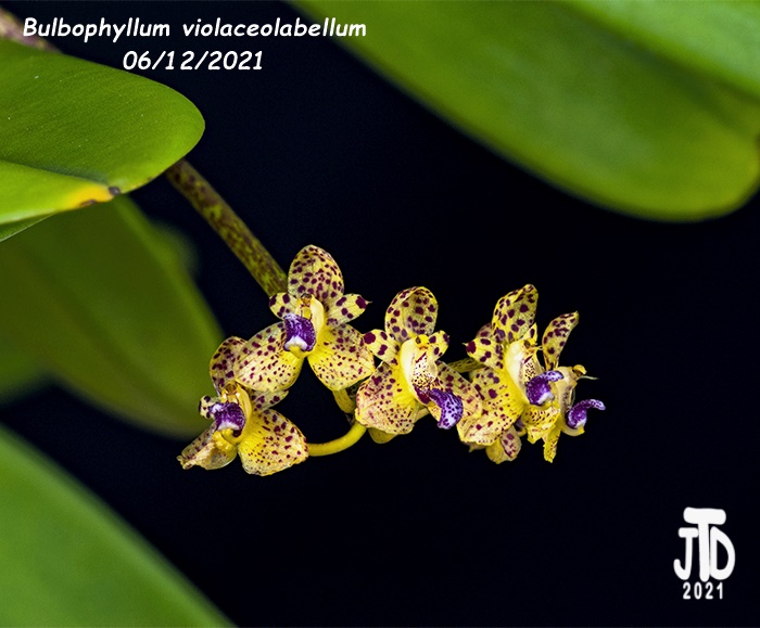 Name:  Bulbophyllum violaceolabellum2 06112021.jpg
Views: 1258
Size:  122.5 KB