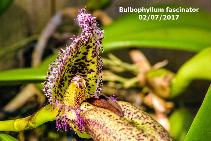 Name:  Bulbophyllum fascinator 300mm.jpg
Views: 771
Size:  288.5 KB