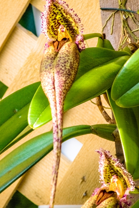 Name:  Bulbophyllum fascinator 185mm.jpg
Views: 533
Size:  310.5 KB