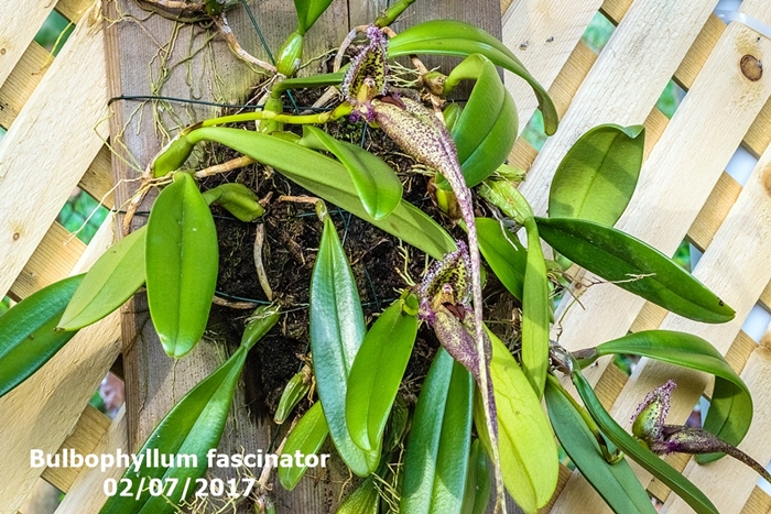 Name:  Bulbophyllum fascinator.jpg
Views: 704
Size:  377.5 KB