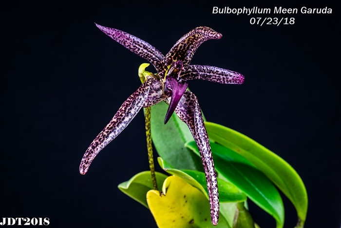 Name:  Bulbophyllum Meen Garuda1 100mm 072218.jpg
Views: 329
Size:  205.1 KB