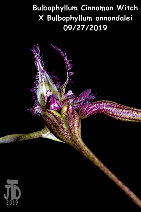 Name:  Bulbophyllum Cinnamon WitchXBulbophyllum annandalei2 09272019.jpg
Views: 107
Size:  94.3 KB