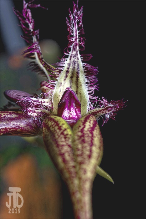 Name:  Bulbophyllum Cinnamon WitchXBulbophyllum annandalei4 09272019.jpg
Views: 106
Size:  110.6 KB