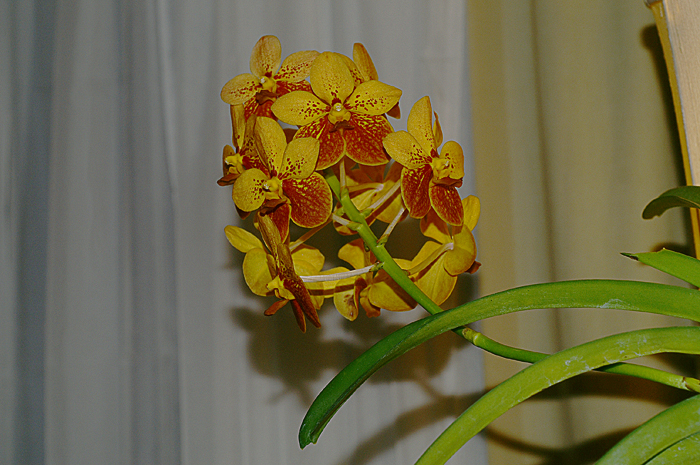 Name:  My Orchid Society stash  April 21 2009 005.jpg
Views: 644
Size:  396.4 KB