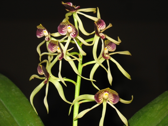 Name:  Clamshell orchid flowers.JPG
Views: 609
Size:  246.0 KB