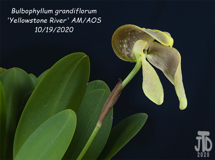 Name:  Bulbophyllum grandiflorum 'Yellowstone River' AMAOS2 10192020.jpg
Views: 1877
Size:  104.6 KB